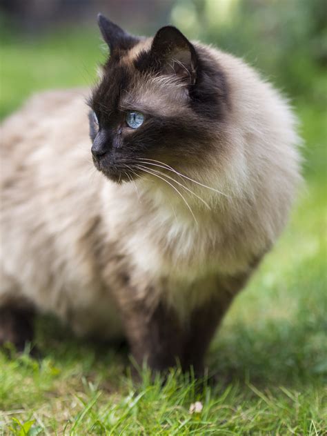 Seal Point Ragdoll Cats All You Need To Know About This Stunning Breed