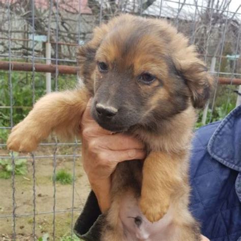 Sully Chien Croisé e à l adoption Lyon Pet Adoption