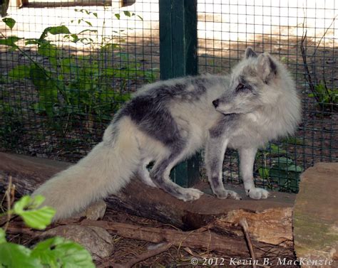 Arctic Fox Summer Coat Vs Winter Coat