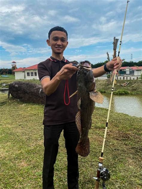 Ketutu Marble Goby Bujuk Forest Snakehead Haruan Snakehead