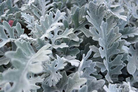Silver Leaves Macro - Free photo on Pixabay - Pixabay