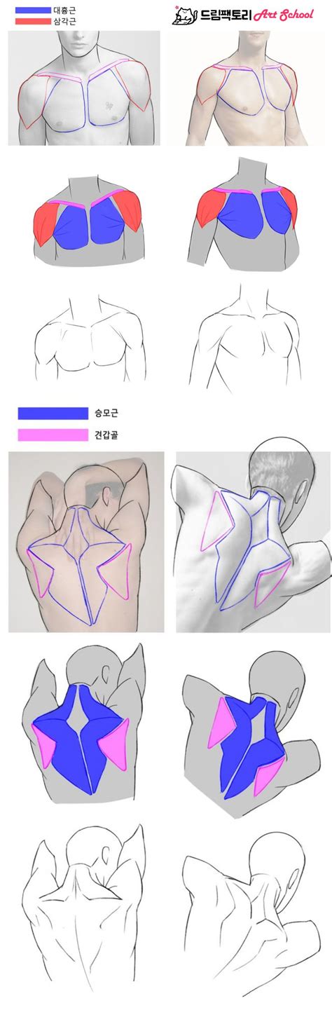 상체 등근육 가슴근육 남자근육 인체 드로잉 Human anatomy art Human anatomy drawing