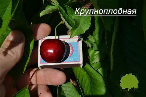 Черешня крупноплодная: описание сорта, фото, отзывы, морозостойкость ...