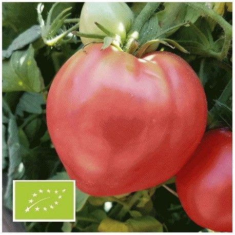 Tomate Coeur De Boeuf Russe BIO Graines Tomato Seeds Tomato Seeds