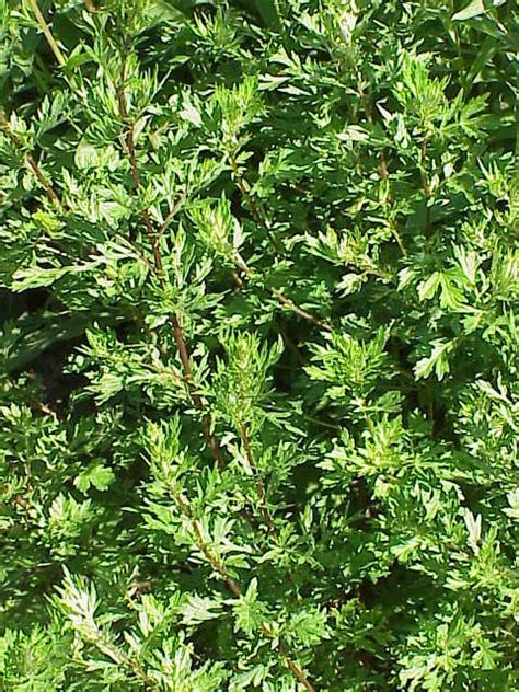 1000 Artemisia Vulgaris Seeds Mugwort Common Wormwood Medicinal