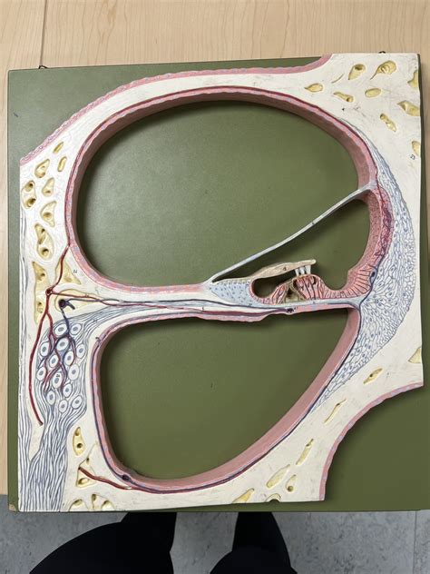 Ear Flat Cochlear Model Diagram Quizlet