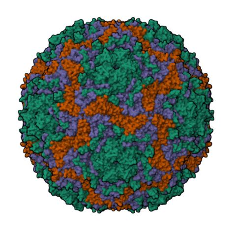 RCSB PDB X Cryo EM Structure Of Enterovirus A Mature Virion In