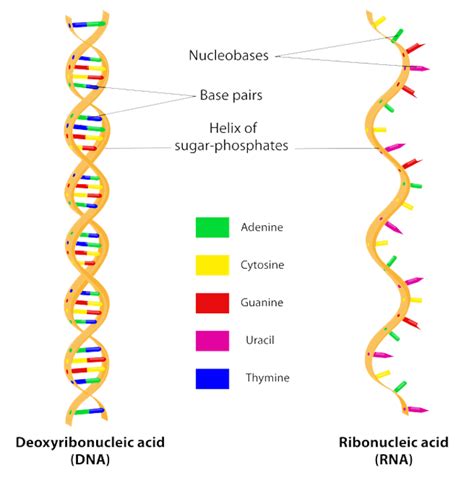 Dna Vs Rna