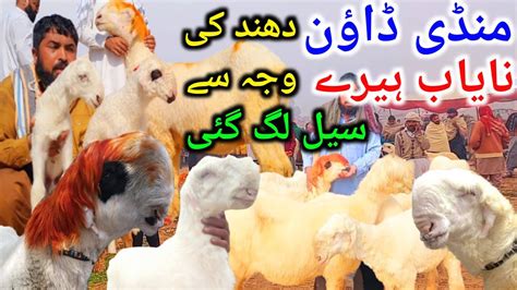 Ajj Sasti Mandi Dohondh Li Live Visit03303245657 At Mundra Mandi