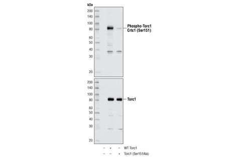 Torc Crtc Antibody