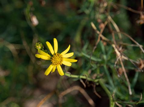 Senecio Inaequidens Schmalbl Ttriges Greiskraut Peter Voigt Flickr