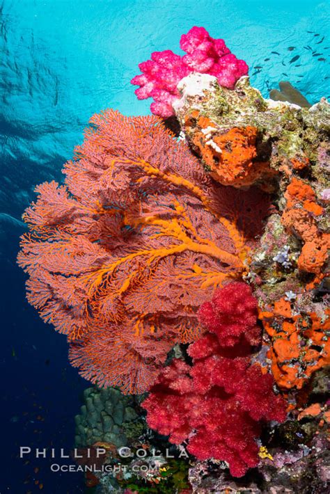 Sea Fan Gorgonian And Dendronephthya Soft Coral Fiji Dendronephthya