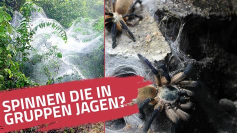 Spinnen Jagen In Gruppen Blaue Jemen Vogelspinne Monocentropus