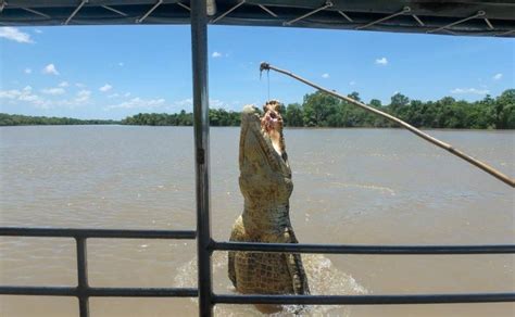 Adelaide River Jumping Crocs Darwin The Best Tour And Complete Guide