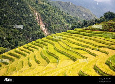 Rice terraces near Sapa, Vietnam Stock Photo - Alamy