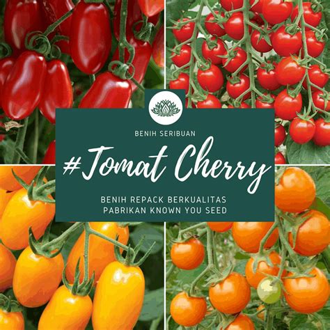 Jual Benih Sayuran Tomat Cherry Merah Kuning Bibit Ceri Known You Seed