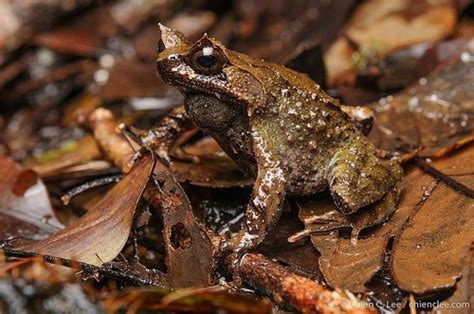 Mindanao Horned Frog Megophrys Stejnegeri · Inaturalist