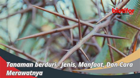 Tanaman Berduri Jenis Manfaat Dan Cara Merawatnya