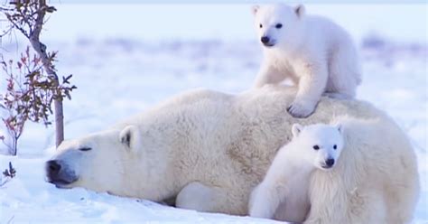 Twin Polar Bear Babies Adore Their Mommy So Much, You Can Feel Their Love