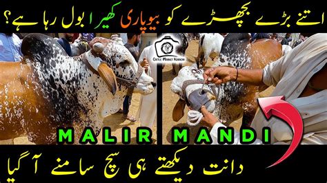 Malir Cow Mandi Latest Updates By Cattle Market Karachi Bakra Eid