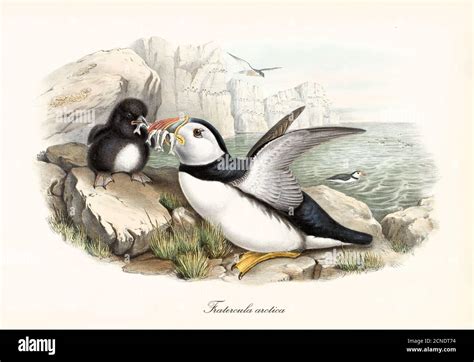 Tufted Puffin Drawing