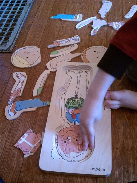 Human Body Activities For Kids Artofit