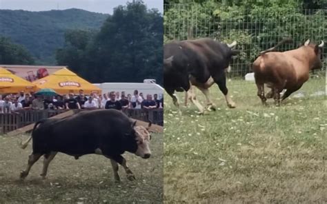 Drama Na Koridi U Posu Ju Bik Uletio U Publiku Ljudi U Panici Bje Ali