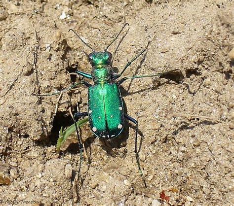 Six Spotted Tiger Beetle Cicindela Sexguttata Bugguide Net