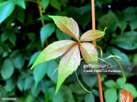 Tropaeolum Speciosum Photos and Premium High Res Pictures - Getty Images