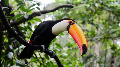 Toucan Fact Sheet Blog Nature Pbs