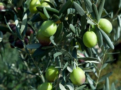 4 Reasons Why Olive Trees Drop Their Leaves And Fixes Couch To Homestead