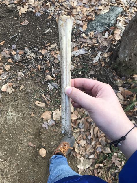 Deer bone ? : r/bonecollecting
