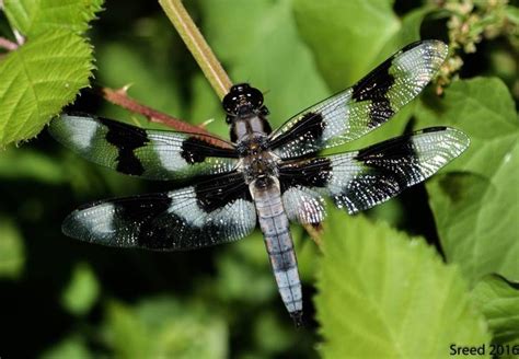 Dragonfly Delta Ponds Eugene Or By Sreedhar Thakkun