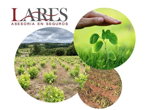 SEGUROS PARA AGRO El seguro agrícola es la mejor herramienta para que