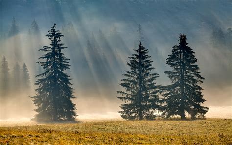 Wallpaper Sinar Matahari Pemandangan Hutan Alam Refleksi Musim