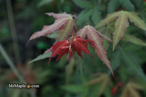 Buy Acer Palmatum Mystic Jewel Japanese Maple — Mr Maple │ Buy