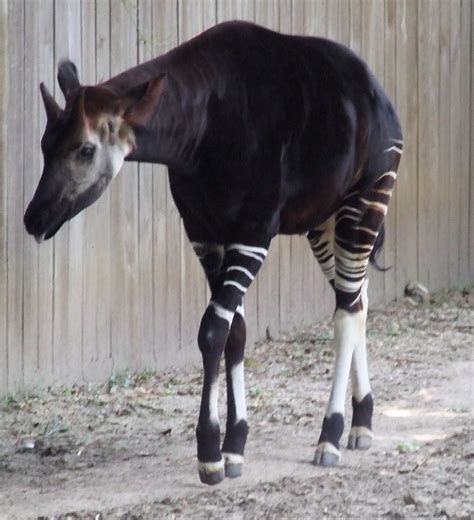 Okapi At The Houston Zoo It Looks Like A Half Zebra But Flickr