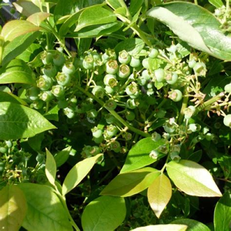 Pot Grown Blueberry Bush Spartan ScotPlants Direct UK