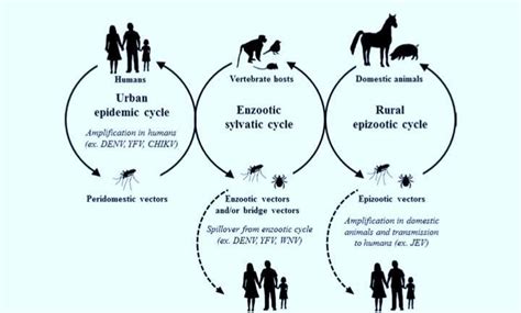 Transmission cycles of arboviruses 3 | Download Scientific Diagram