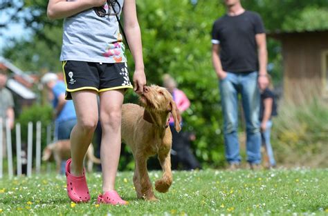 Teaching Kids How to Interact with Dogs - Wagging Tails Pet Resort