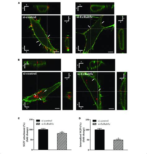 Knockdown Of Ecrab5c By Sirna Affects The Attachment And Entry Of