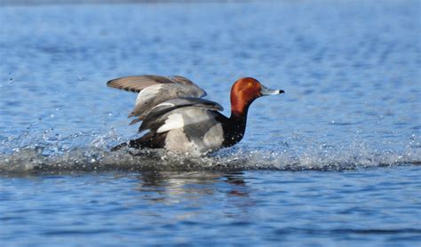 Redhead Ducks Iowa Wildlife Federation