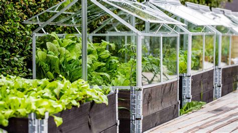 Best Vegetables To Grow In A Greenhouse