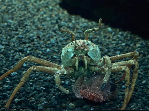 Japanese Spider Crab: The Giant of the Ocean Floor - Ocean Info