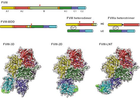 Domain organization of factor VIII. Factor VIII (FVIII) is a six-domain ...