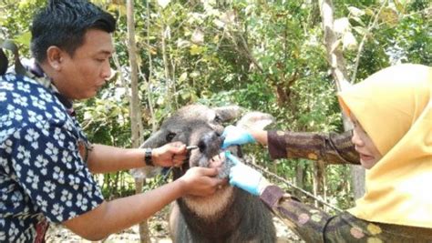 Raih 6 Paten 1 Semester Dosen Vokasi Undip Bersama Industri Kembangkan