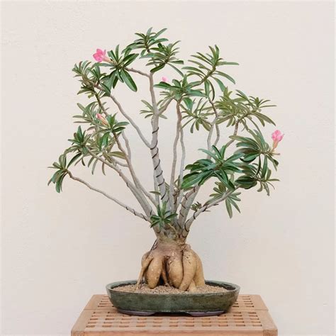 Desert Rose Bonsai Essential Care Hacks