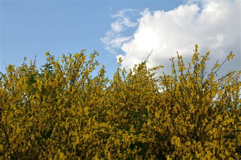 Common Broom Or Scotch Broom Cytisus Scoparius Stock Photo Image Of