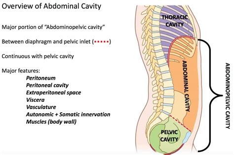 Abdominopelvic Cavity Definition Anatomy