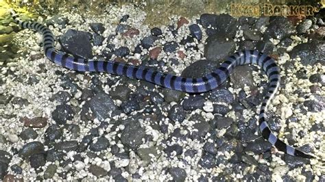 Laticauda Laticaudata Blue Lipped Sea Krait Biota Taiwan